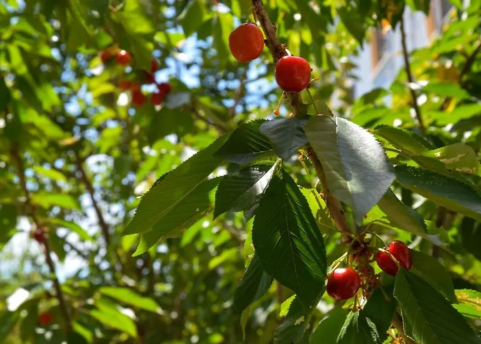 Apartament Miloen Gjiri I Lalzit *